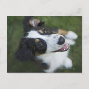 Australian Shepherd standing on hind legs Postcard