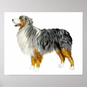 Australian Shepherd Standing Poster