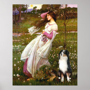 Australian Shepherd (Tri) - Windflowers Poster
