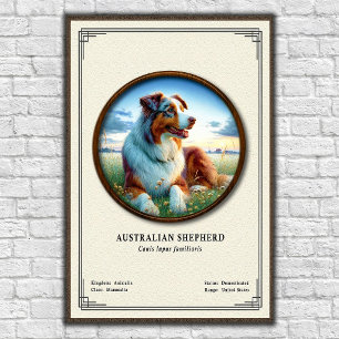 Australian Shepherd Zoology Series Poster