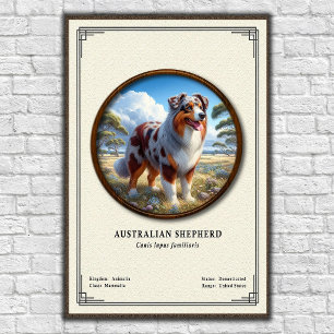 Australian Shepherd Zoology Series Poster