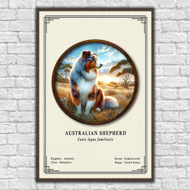 Australian Shepherd Zoology Series Poster (Creator Uploaded)