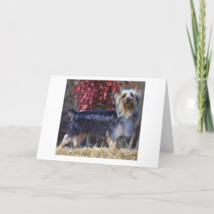 Australian Silky Terrier Dog Blank Greeting Card