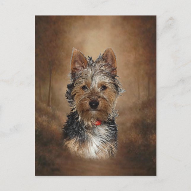 Australian Silky Terrier Postcard (Front)