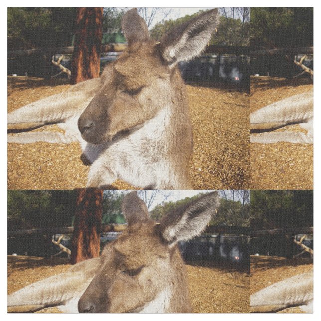 Australian Sleepy Kangaroo Closeup, Fabric (Close Up)