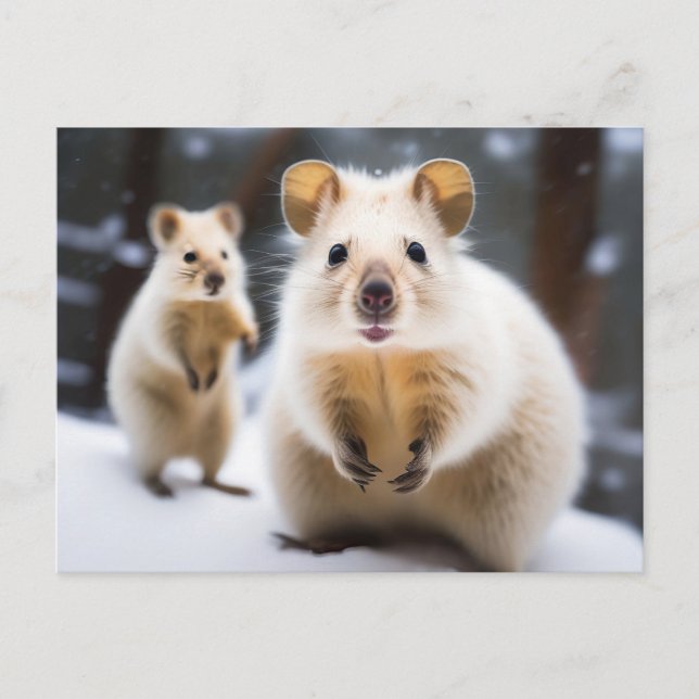 Australian Snow Quokka in Snow Snokka  Postcard (Front)