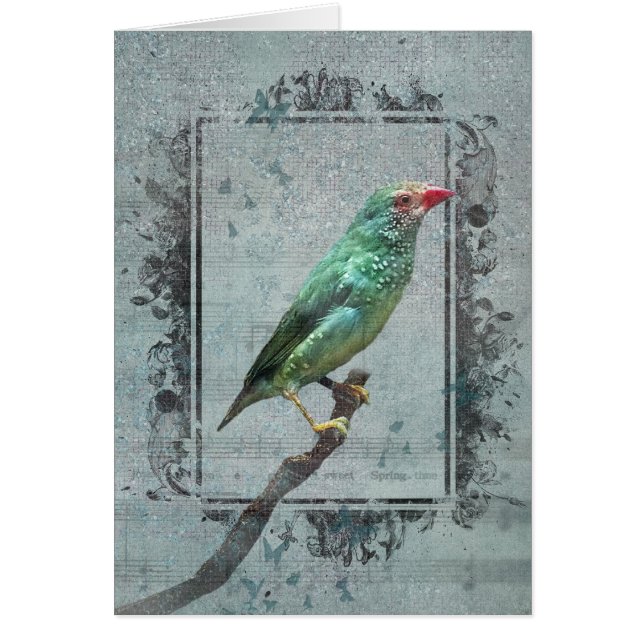 Australian Star Finch sur la musique (Devant)