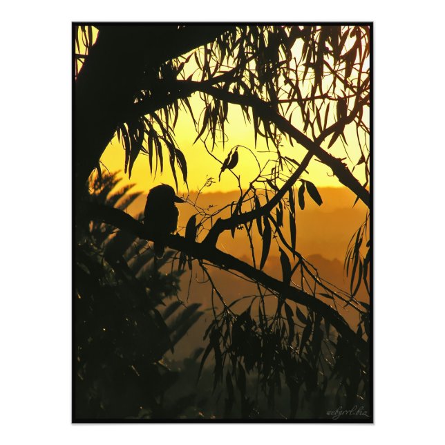 Australian Sunset Kookaburra Silhouette Photo (Front)