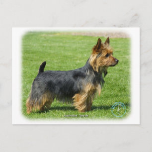 Australian Terrier 9R044D-62 Postcard