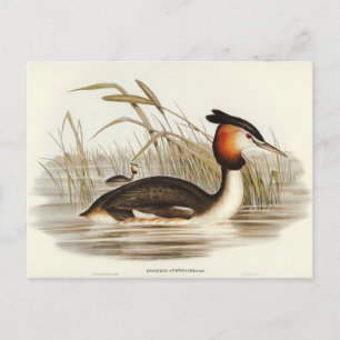 Australian Tippet Grabe by Elizabeth Gould Postcard
