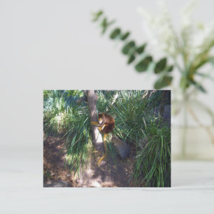 Australian Tree Kangaroo, Postcard