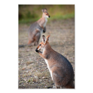 Australian Wallabies Queensland Photo Print