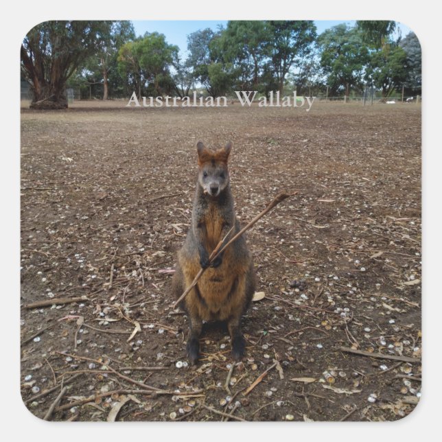 Australian Wallaby Eating Sticks, Stickers (Front)