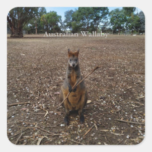 Australian Wallaby Eating Sticks, Stickers