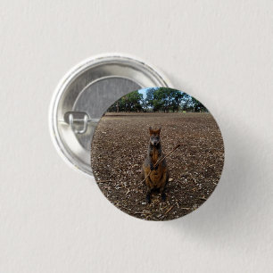 Australian Wallaby Holding A Stick, 1 Inch Round Button