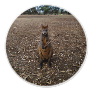 Australian Wallaby Holding Sticks To Eat, Ceramic Knob