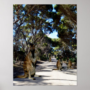 Australian Wallaby On Road, Poster
