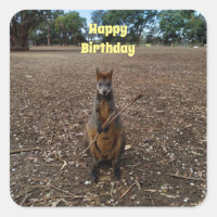 Australian Wallaby Stick Eater, Birthday Stickers