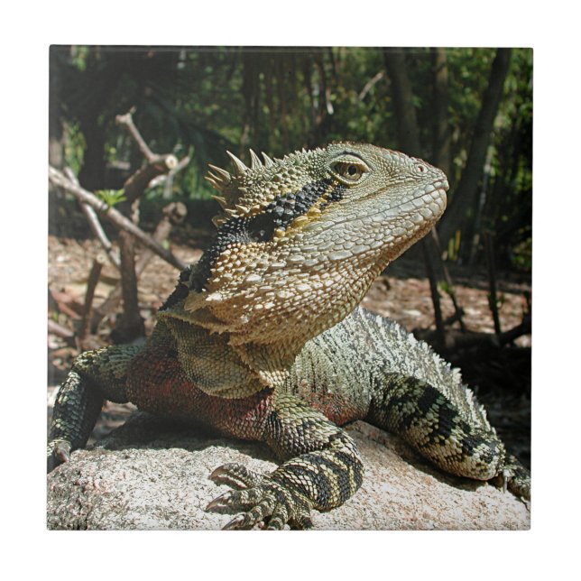 Australian Water Dragon Tile (Front)