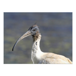 Australian White Ibis Bird Portrait Photo Print