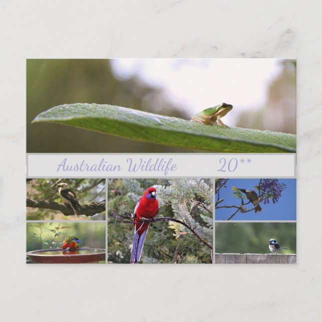 Australian Wildlife Photography Holiday Postcard (Front)