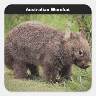 Australian Wombat Background Square Sticker