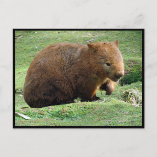 australian wombat postcard