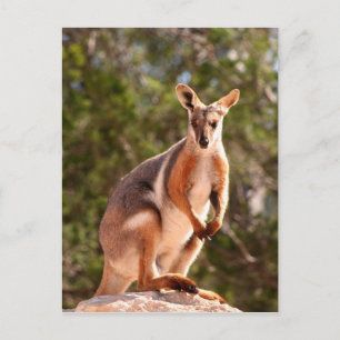 Australian yellow-footed rock wallaby postcard
