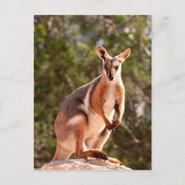 Australian yellow-footed rock wallaby postcard (Front)