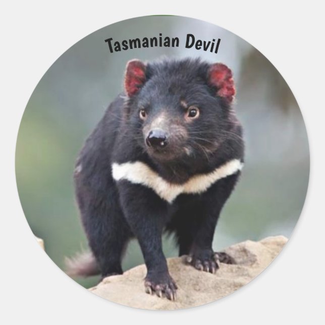 Australia's Tasmanian Devil Classic Round Sticker (Front)