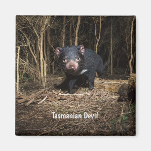 Australia's Tasmanian Devil Magnet