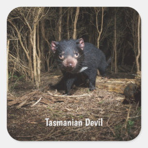 Australia's Tasmanian Devil Square Sticker