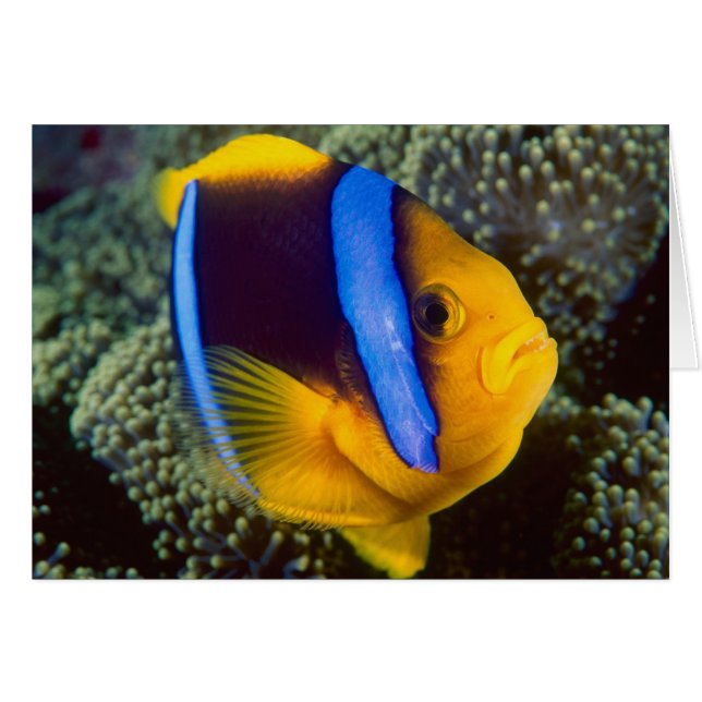 Australie, Grande Barrière de corail, Anémonefish (Devant horizontal)