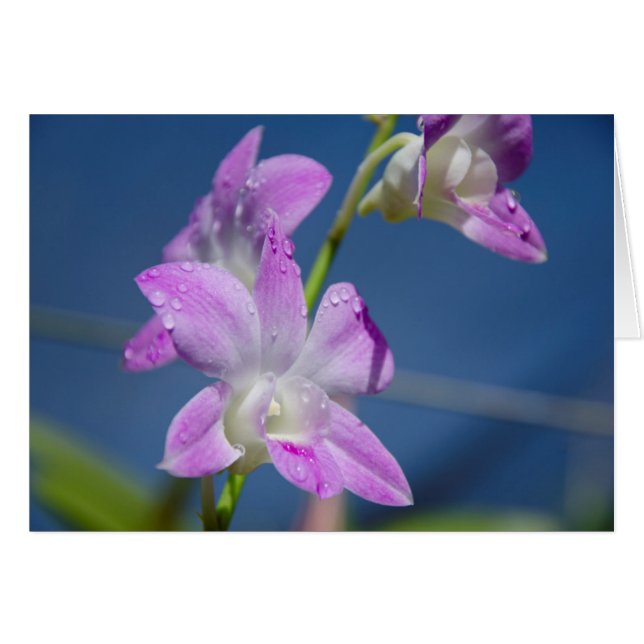 Australie, Territoires du Nord, Darwin (Devant horizontal)