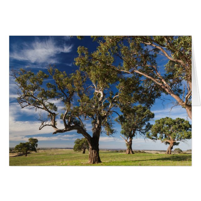 Australie, Vallée de Barossa, Mont Pleasant (Devant horizontal)