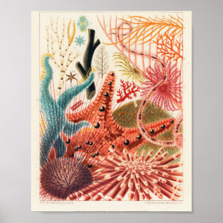 Australie vintage Grand Barrière de corail Poster