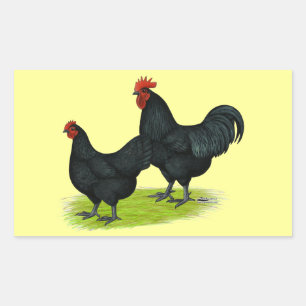 Australorp Black Chickens Sticker