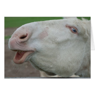 Austria-Hungarian White Donkey