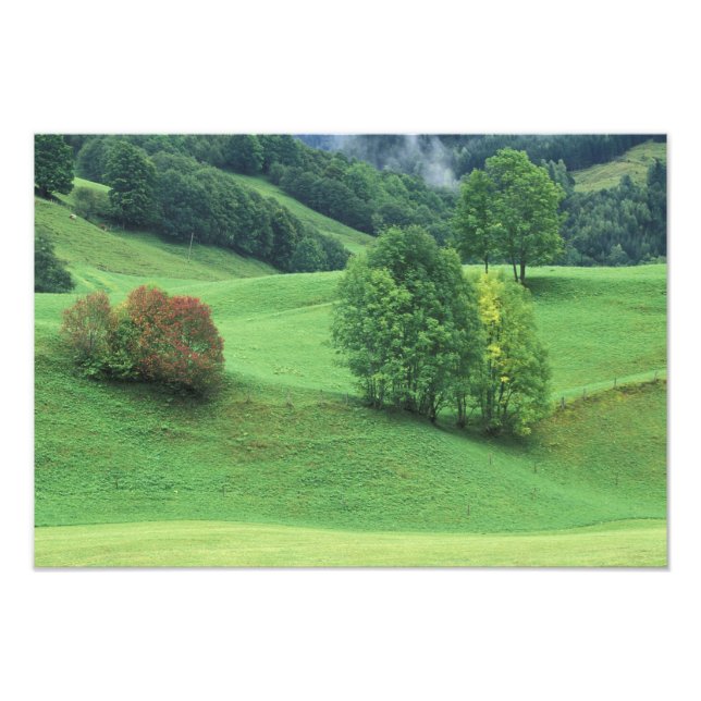 Austria. Rolling green hillside and trees Photo Print (Front)
