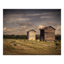 Authentic old time pair of tobacco barns.