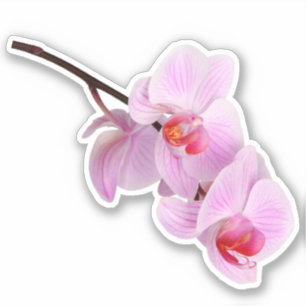Autocollant à biseautage rose orchidée
