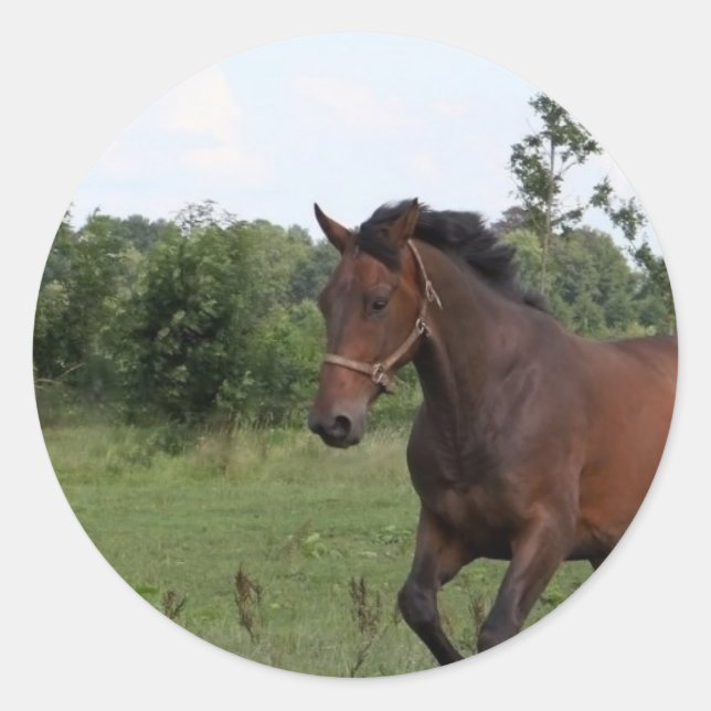 Autocollant à cheval de la baie (Devant)