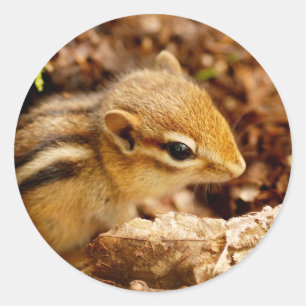 Autocollant adorable bébé chipmunk