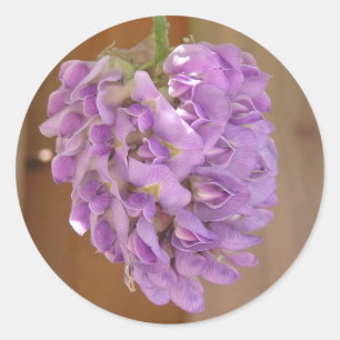 Autocollant American Wisteria (Wisteria frutescens