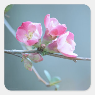 Autocollant Apple Blossom #P0358