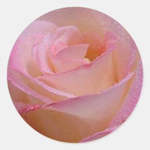 Autocollant Belle rose rose rose
