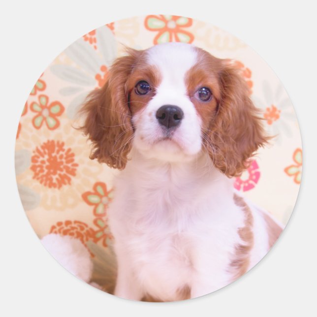 Autocollant Blenheim Cavalier King Charles Spaniel (Devant)