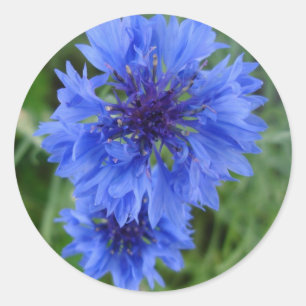 Autocollant bleu Cornflower