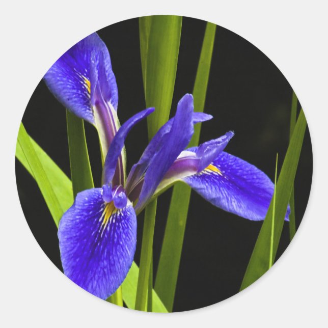 Autocollant bleu Iris (Devant)