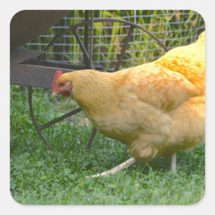 Autocollant Buff Orpington Hen